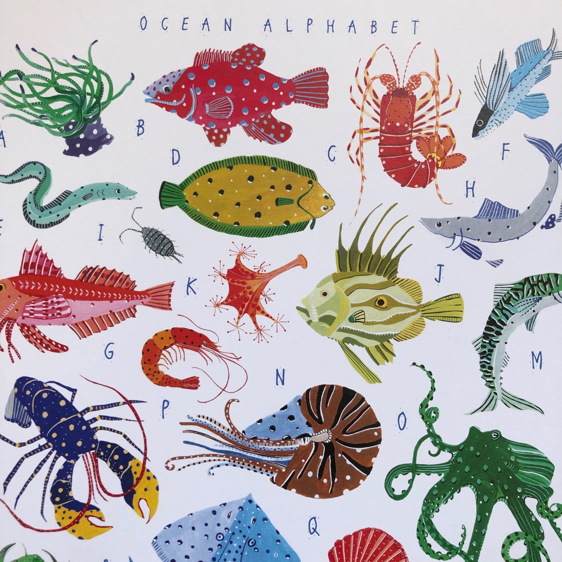 Sea Creatures Alphabet A3 - Morva Marazion